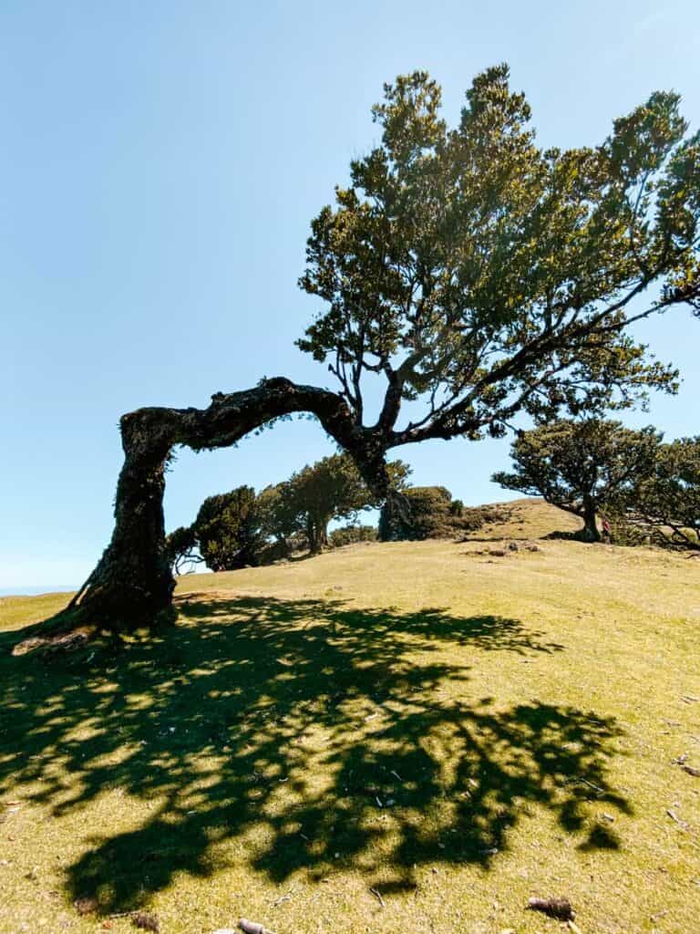Visiting the Fanal Forest is one of the Madeira Portugal things to do 