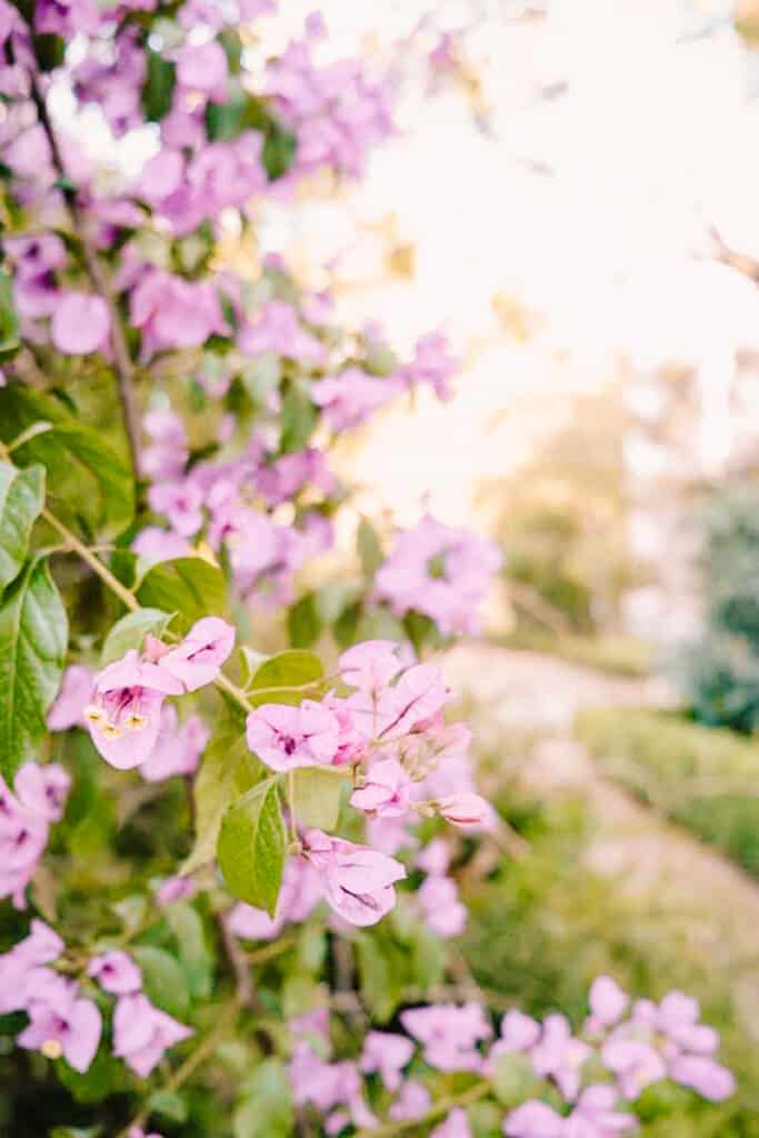 A plant with flowers in bloom in Lisbon in June