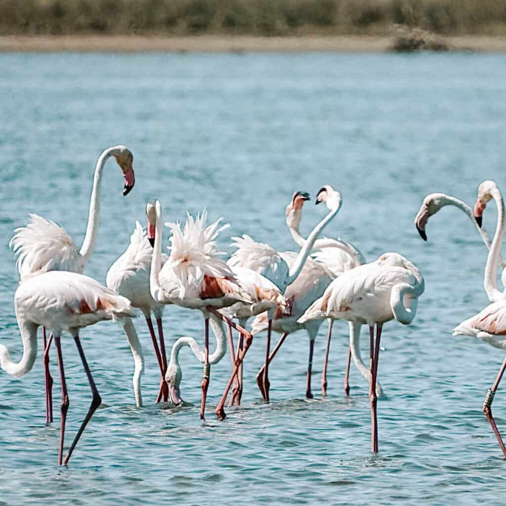 Flamingo's met hun poten in het water tijdens een boottocht in de Ria Formosa
