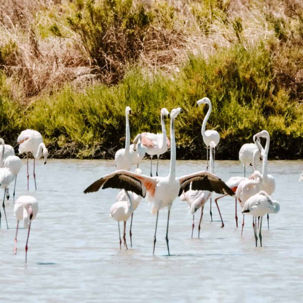 Flamingo's in Ria Formosa in ondiep water bij de zoutpannen