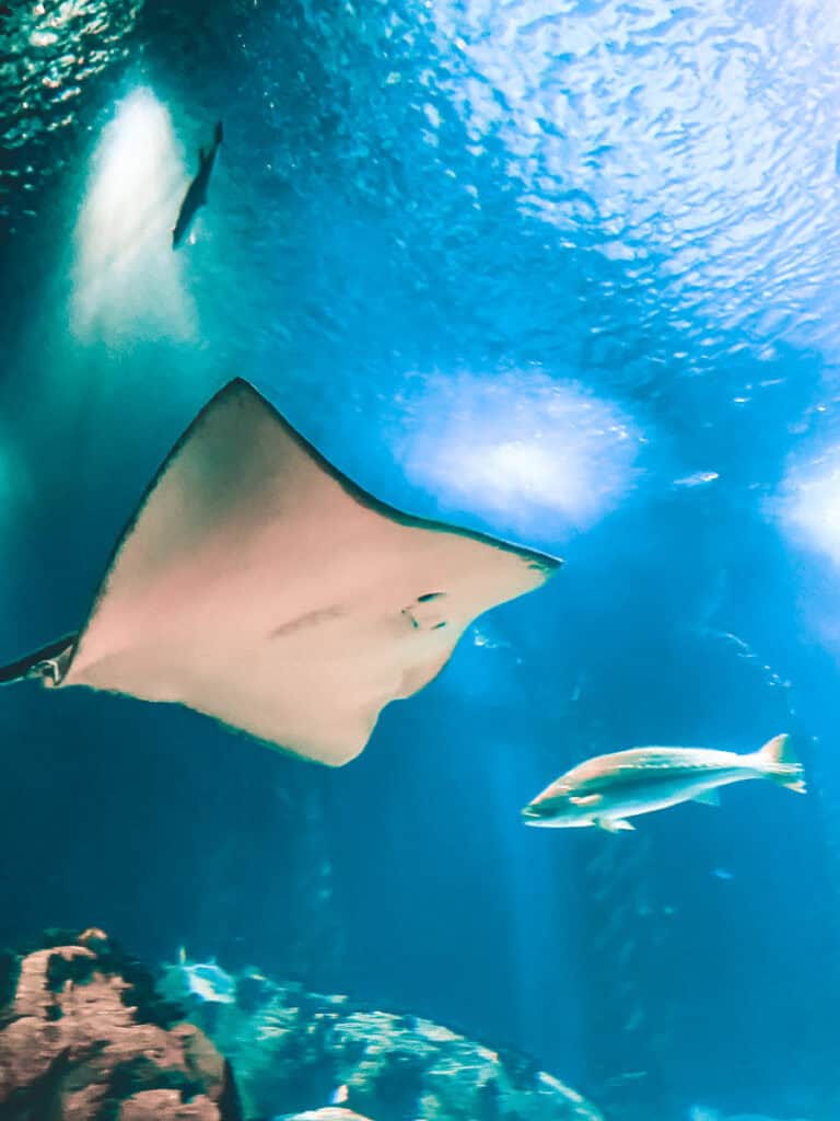 Grande arraia nada sobre os visitantes num aquário azul enquanto vários peixes passam ao redor. O Oceanário é uma opção divertida para explorar Lisboa com crianças em dias de chuva.