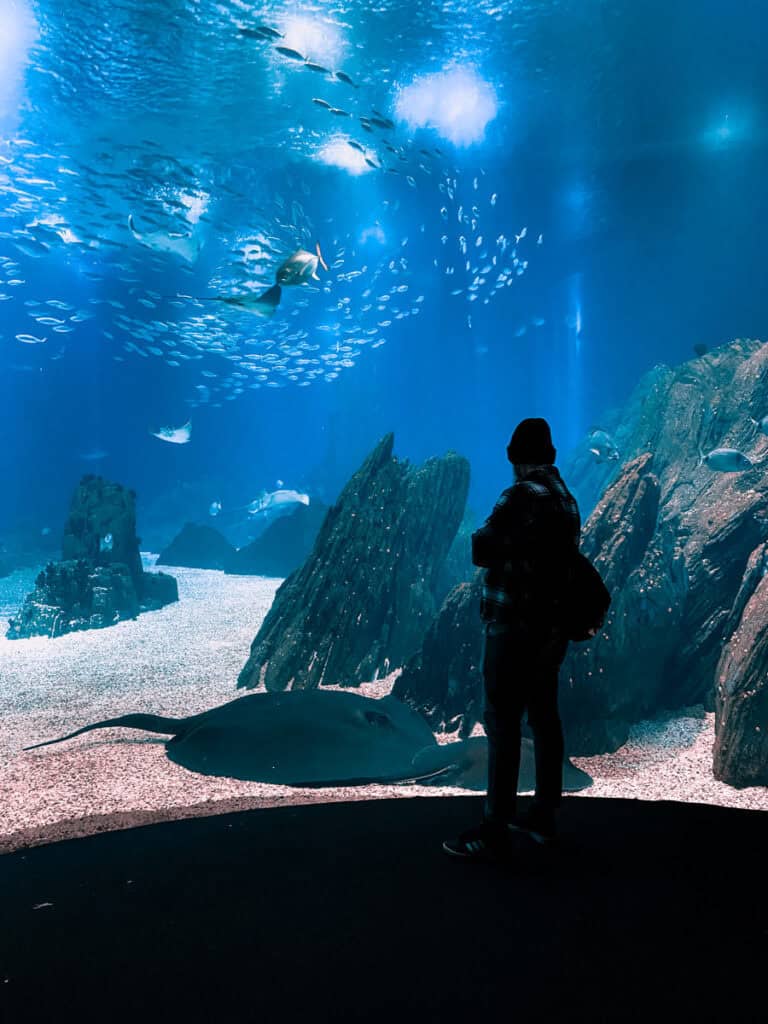 Visitante observa um grande aquário com arraias cardumes de peixes e formações rochosas submersas. Visitar um aquário é uma opção de passeios cobertos em Lisboa para aproveitar o dia longe da chuva.