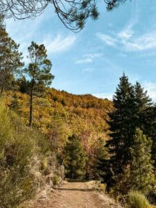 Wandelpad tussen herfstbomen in Parque Natural da Serra da Estrela Portugal – perfect voor natuurliefhebbers in elk seizoen.