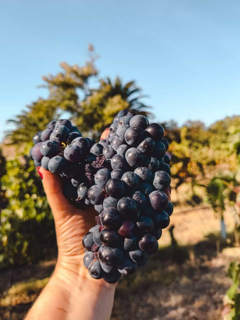 A hand holds up a freshly picked cluster of deep purple grapes with vineyard rows and trees in the background. Captures the hands-on harvest experience typical of Carcavelos wine tasting visits.