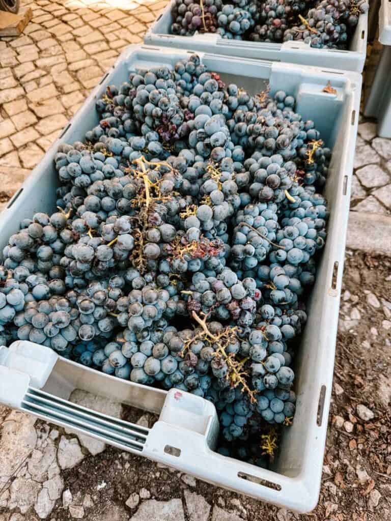 Plastic crates overflowing with bunches of freshly harvested dark grapes sit on a cobbled surface. A clear sign of harvest time at a Lisbon vineyard.