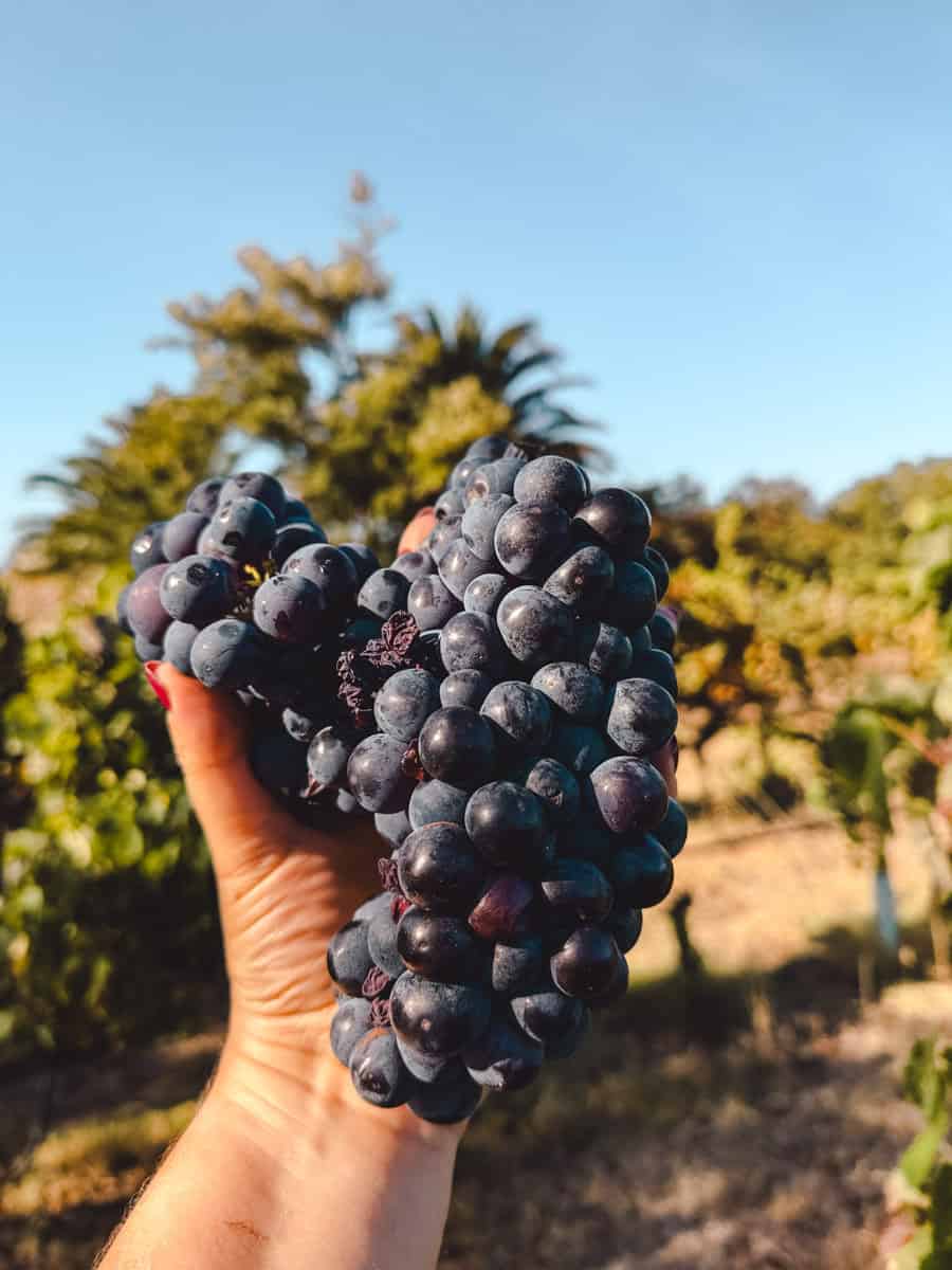 Een hand houdt een volle tros donkerblauwe druiven omhoog tegen de achtergrond van zonovergoten wijnranken. De foto laat de vers geplukte druiven zien tijdens de druivenoogst van de quinta.