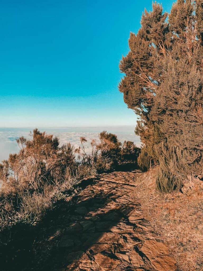 Wandelpad van de PR 1.2 Vereda do Pico Ruivo trail op Madeira, met een smal stenen pad tussen struiken en kleine bomen. Op de achtergrond ligt een zee van wolken onder een heldere blauwe lucht.