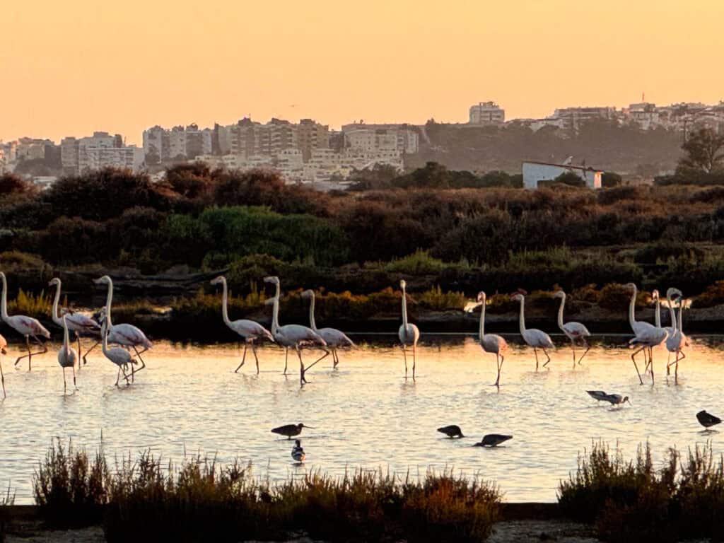 Flamingos wading through shallow water in Ria Formosa Portugal at sunset with warm golden light reflecting on the lagoon and a distant town skyline in the background.