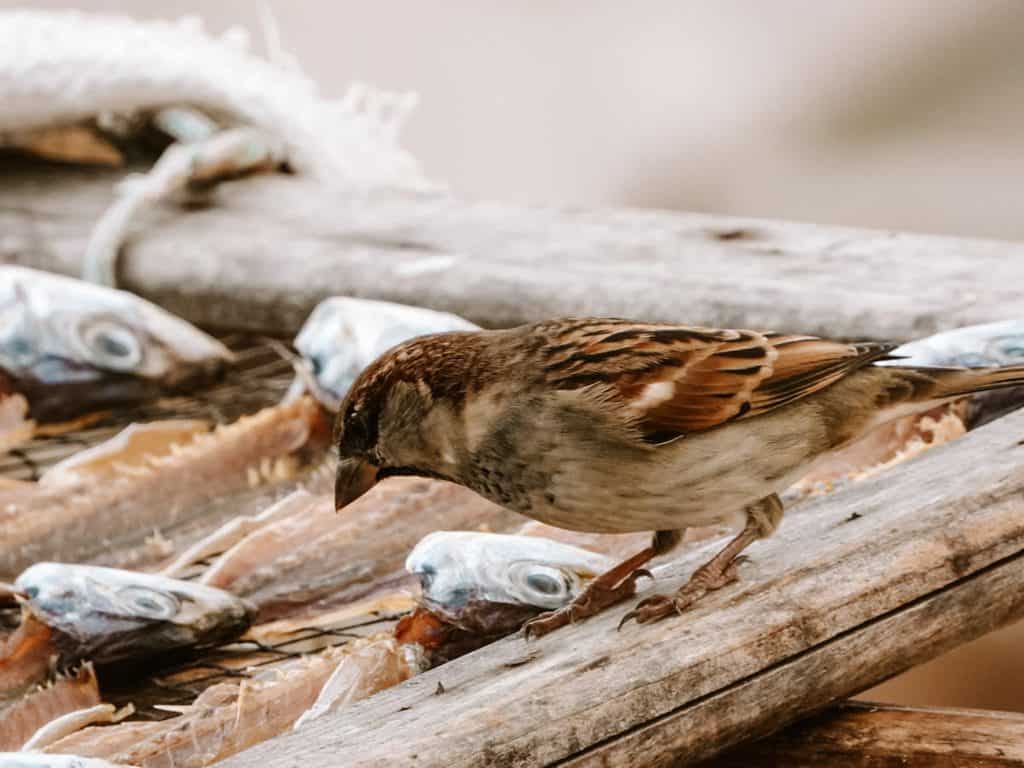 Een bruin musje zit op de houten rand van een droogrek vol opengesneden vissen op het strand van Nazaré. De vogel buigt zijn kop naar de vis die op traditionele wijze in de buitenlucht wordt gedroogd.