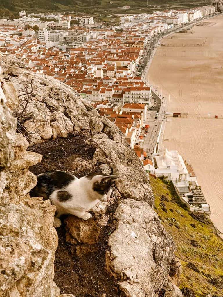 Een wit katje met grijze vlekken ligt tussen de rotsen bij Miradouro do Suberco in Nazaré. Vanaf dit bekende uitzichtpunt kijk je uit over de rode daken van het stadje en het brede zandstrand langs de kust.