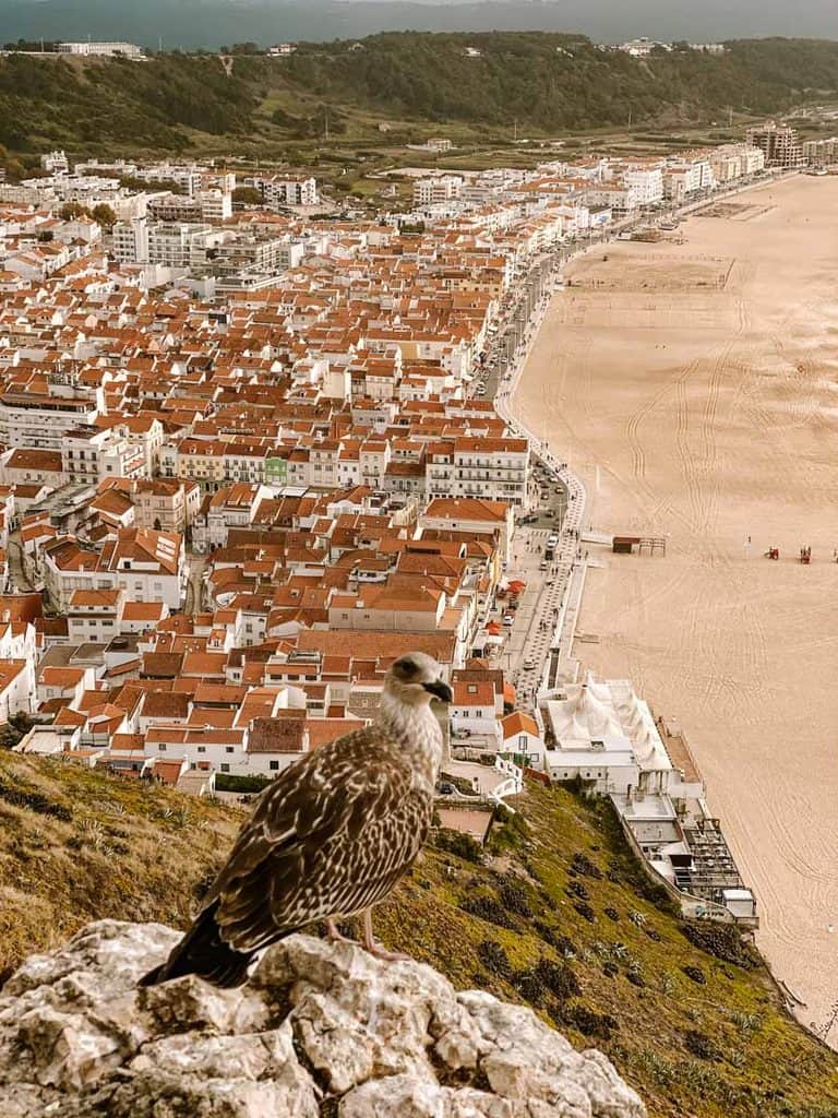 Een bruine meeuw zit op een rots bij Miradouro do Suberco in Nazaré. Op de achtergrond zie je de oranje daken van het stadje en het uitgestrekte zandstrand langs de Atlantische Oceaan.